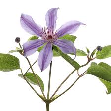 (aka garden surprise) clematis 'southern stars' clematis : Clematis Amazing Havana Cut Flower On Thursd