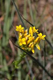 Image result for Sebaea