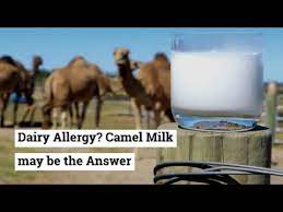 Thus, camel's milk can be a fantastic and nutritious alternative for those who experience issues with lactose or casein (the sugars and proteins found in cow's milk). Dairy Allergy Camel Milk May Be The Answer Youtube