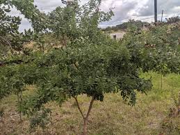 Image result for Julbernardia globiflora