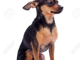 Minyatur Pinscher Cinsi Kategorisi Kopek Satis