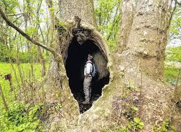 Sycamore Is Ohio S Biggest Tree The Lima News