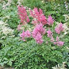 10 Easy To Grow Perennials For Northeast Gardens Flowers Perennials Perennials Plants