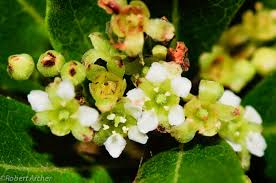 Image result for Gerrardina