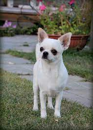 Pin By Michele Giroux On Oh Chihuahua Chihuahua Dogs Chihuahua Puppies Cute Chihuahua