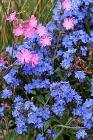 Image result for Anchusa capensis