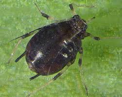 Pentalonia nigronervosa (Banana aphid) identification, images, ecology,  control