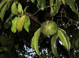 Image result for Rothmannia whitfieldii