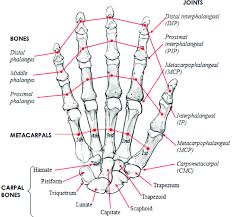 Hands Bones Diagram Get Rid Of Wiring Diagram Problem