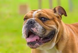 Considering financing your french or english bulldog puppy? The Miniature English Bulldog Here S Everything You Want To Know Animalso