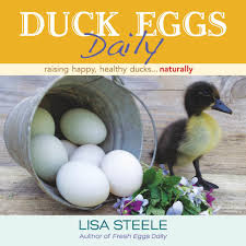 However, some breeds such as muscovy can take 35 days. Hatching Ducklings Step By Step Hgtv