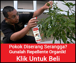 Bancuh bahan yang telah ditumbuk dengan 1 cawan air kemudian tapis. 5 Serangga Perosak Yang Kerap Menyerang Tanaman Cili Dan Kawalannya Blog Cilibangi