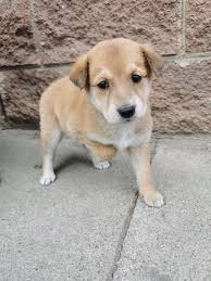 Pin En Perritos En Adopcion Mi Voz Por La Tuya