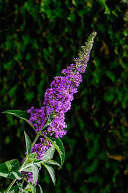 Image result for buddleia davidii