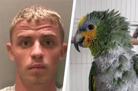 The serial burglar now behind bars thanks to a noisy parrot