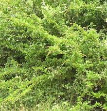 Image result for Nesogenaceae