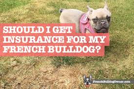 Most frenchies shed the most when they lose their undercoat in the spring and fall. Should I Get Pet Insurance For My French Bulldog What Does It Cost
