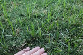 Image result for Cyperus rotundus