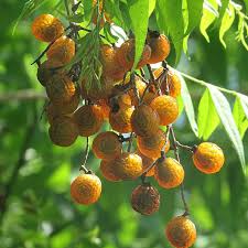 Image result for Sapindus saponaria