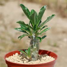 Image result for Pachypodium lealii