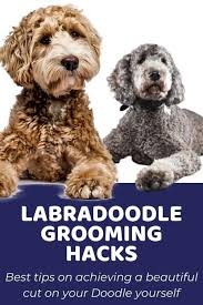 Maybe you would like to learn more about one of these? Labradoodle Grooming Hacks At Home Doodle Doods