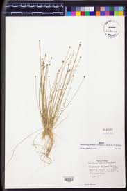 Image result for Eleocharis geniculata