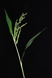 Image result for Urochloa ramosa