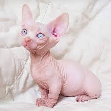 She is located close enough to me that i can take her and get her spayed. Pink Sphynx Kittens For Sale Sphynx Kittens For Sale Sphynx Cats Kittens