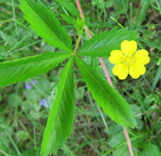 Image result for Potentilla simplex