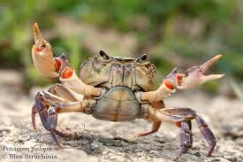 Image result for Euploca katangensis