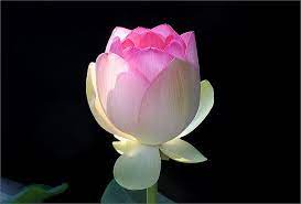 Pin On Flowers
