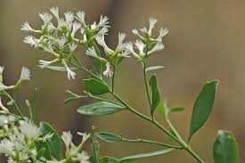 Image result for Microcharis