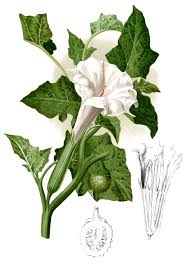 A flower so pretty, but deadly poisonous. Datura Metel Wikipedia