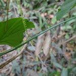 Image result for Cayaponia africana