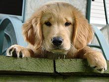 Ask about professional canine training or transportation services we can provide to create a premium experience for you and your new puppy. Golden Retriever Simple English Wikipedia The Free Encyclopedia