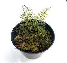 Image result for Hymenophyllum capillare
