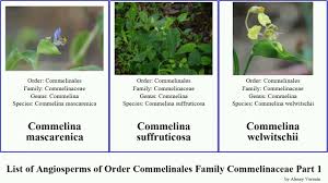 Image result for Cyanotis lanata