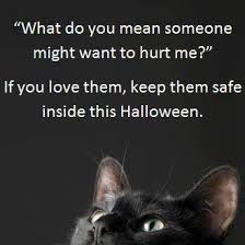 Image result for Keep black cats safe