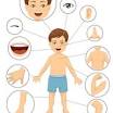 body parts for kids from www.shutterstock.com