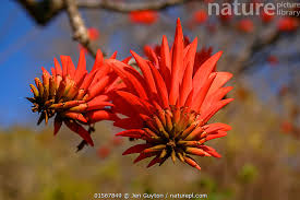 Image result for Erythrina lysistemon