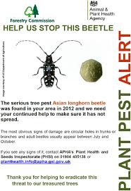 This species has now been accidentally introduced into the united states, where it was first discovered in 1996, as well as canada. The Eradication Of Asian Longhorned Beetle At Paddock Wood Uk Cabi Agriculture And Bioscience Full Text