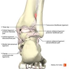 Foot And Ankle Structure And Function Physiopedia