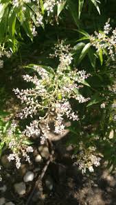 Image result for Aloysia citrodora
