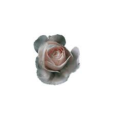 Welcome to the epic world of the living animations! Totally Transparent Beautiful Gifs And Images With Transparent Backgrounds That Match Any Site Tumblr Flower Vintage Landscape Hipster Background
