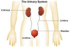Urinary System Function And Anatomy Medical Terminology Bladder Medical Terms System