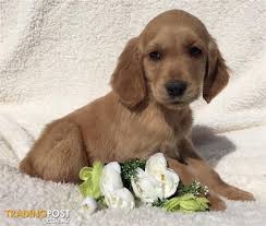 Our puppies are raised in our home. Irish Setter X Golden Retriever Puppies Delivery Available