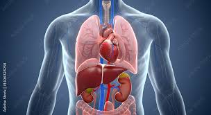 Image result for internal organs