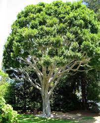 Pin By I Love Ice On Prunus Laurocerasus Cherry Laurel Ideas Laurocerasus Tree Tourism