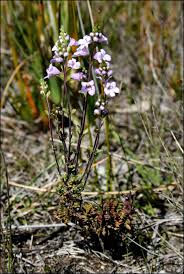 Image result for Xylopia collina