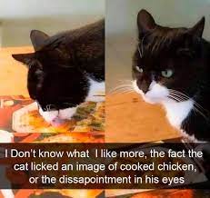 Pin On Cats